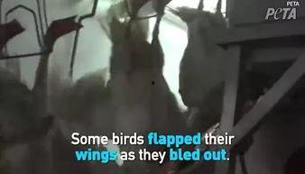 美国鹅鹅爆料视频,揭秘幕后真相